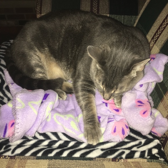 NOT FOR SALE! My COOPER BOY! 🐾 - Picture 1 of 1